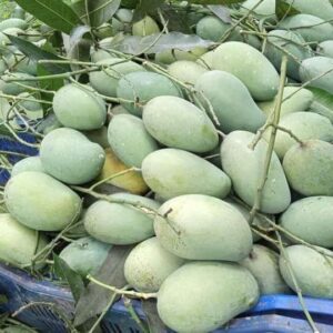 আমরুপালি   আম/ Mango -২০ কেজি (প্যাকেজিং এবং ডেলিভারিসহ)