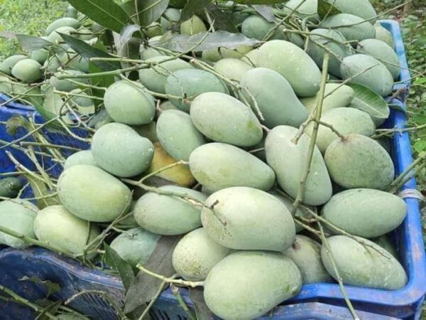 আমরুপালি   আম/ Mango -২০ কেজি (প্যাকেজিং এবং ডেলিভারিসহ)
