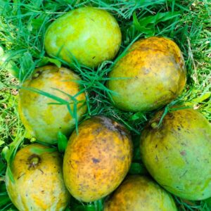 হিমসাগর আম/  Himsagar Mango  - ২০ কেজি (প্যাকেজিং এবং ডেলিভারিসহ)