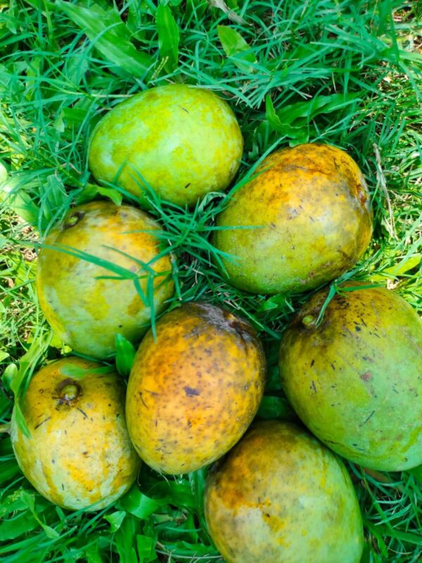 হিমসাগর আম/  Himsagar Mango  - ২০ কেজি (প্যাকেজিং এবং ডেলিভারিসহ)