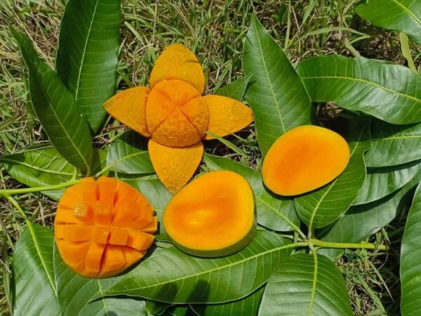 হিমসাগর আম/  Himsagar Mango  - ২০ কেজি (প্যাকেজিং এবং ডেলিভারিসহ) - Image 2
