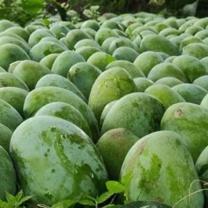 হিমসাগর আম/Himsagar Mango-১০ কেজি (প্যাকেজিং এবং ডেলিভারিসহ)