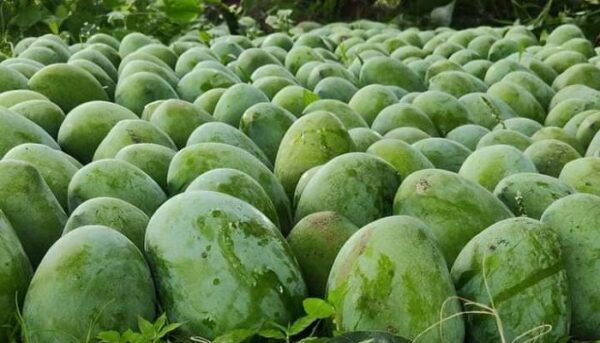 হিমসাগর আম/Himsagar Mango-১০ কেজি (প্যাকেজিং এবং ডেলিভারিসহ)